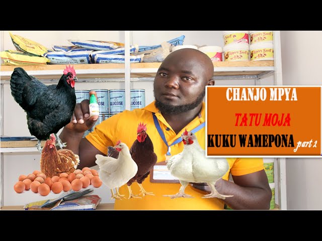 CHANJO TATU MOJA:Jua jinsi ya kuchanja na utunzaji wake(mdondo, mafua na ndui ya kuku)Part 2 class=