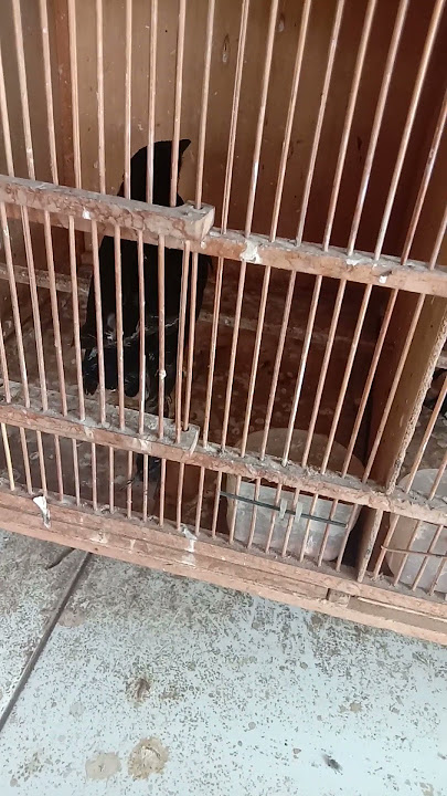 harga burung masteran srigunting hitam tanggal 5 februari 2025