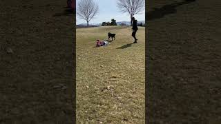 Dog drags little girl riding tricycle by its leash then girl falls forward and faceplants