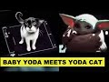 Baby Yoda and Yoda Cat Parody