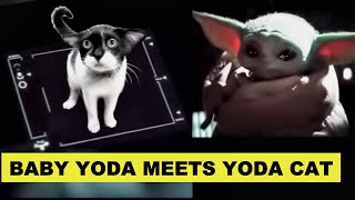 Baby Yoda and Yoda Cat Parody