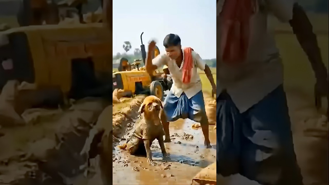 Dogi gdhe me gir gya💥💥💥😱😱😱💥💥💥