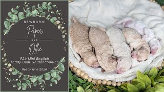 Piper’s Non-Shedding Mini English Teddy Bear Goldendoodle Puppies In MO - Ready 6/12/26 - Newborn