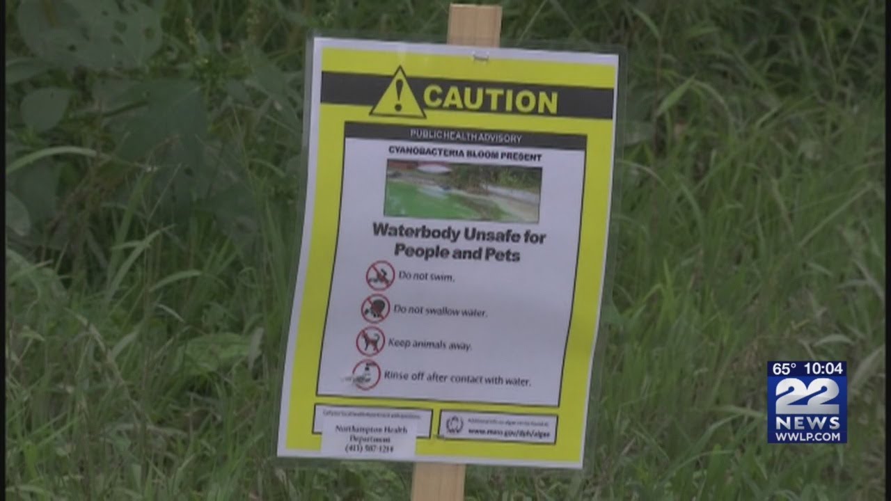 Toxic algae found in more Northampton ponds