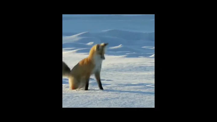 Wee meme #Shorts #funny #Wee #meme #animals #funnyvideo #viral #tiiktok