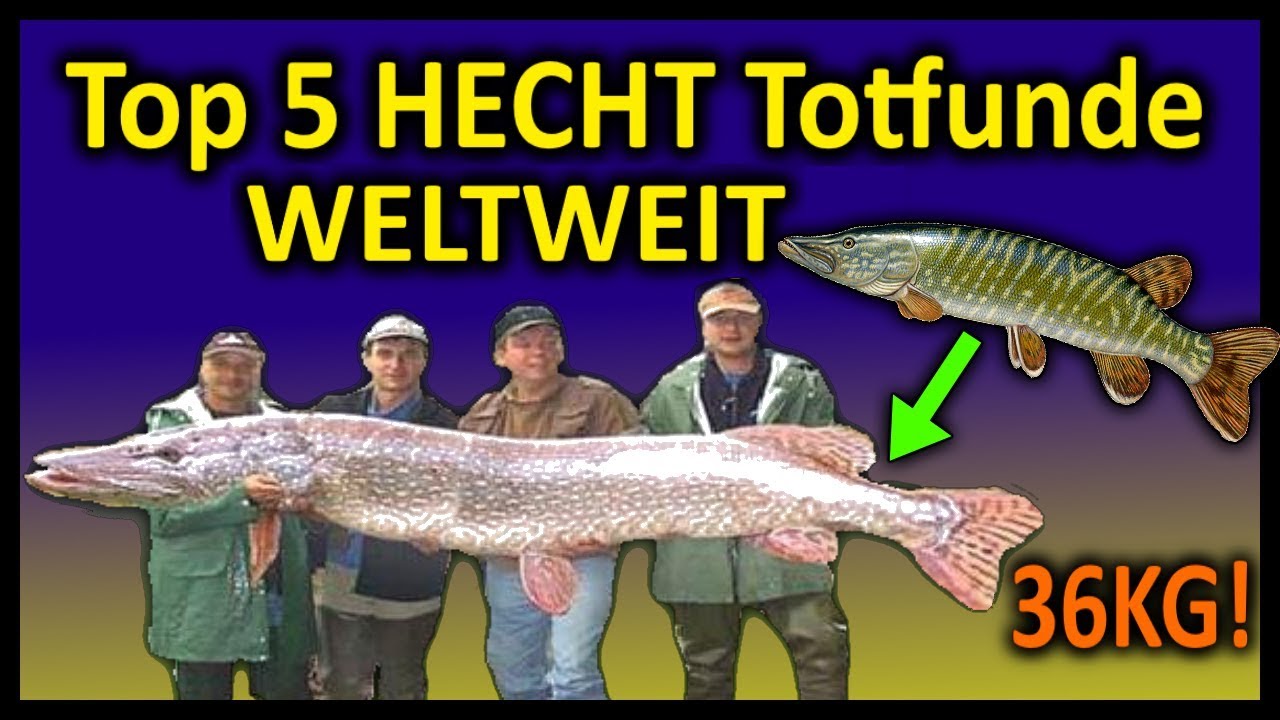 √ Größter Hecht Fisch | Fischlexikon