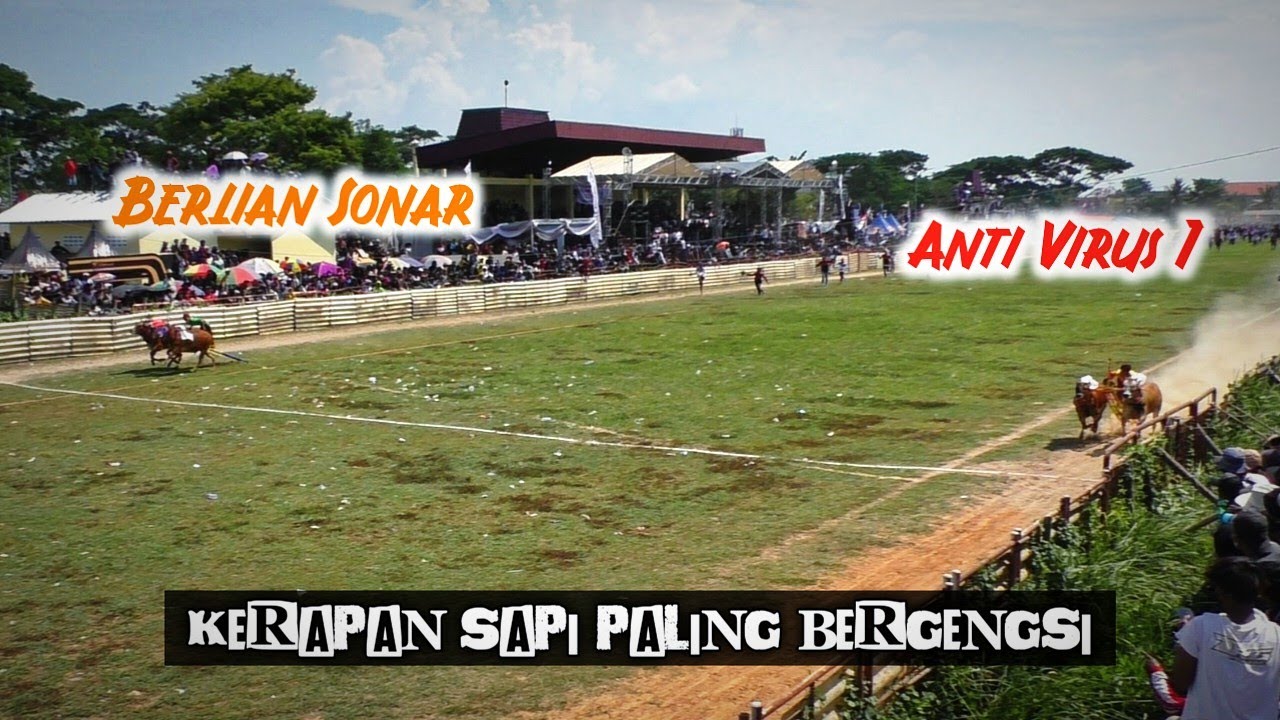 Aksi sapi kerapan terbaik tahun 2025 di lapangan SKEP Bangkalan