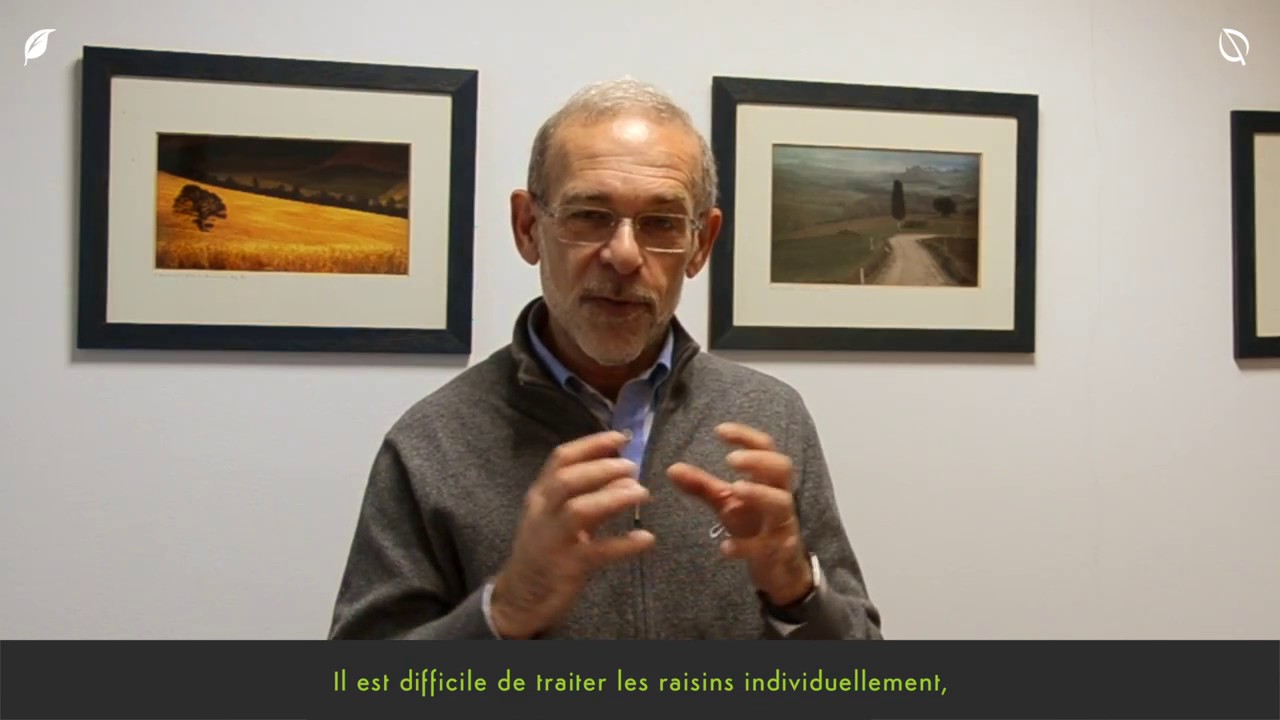 Integrated Pest Management: Working with nature: Viticulture - Solutions against Powdery Mildew