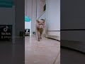 Велюшка... двигаюсь без повода  #кот#brtishcat