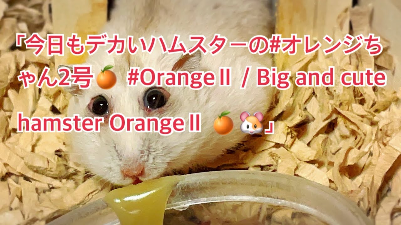 プリパラ オレンジハムスター Talking budgerigar fell in love with a cute hamster｜Budgie