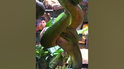 Green tree snake eating a rat