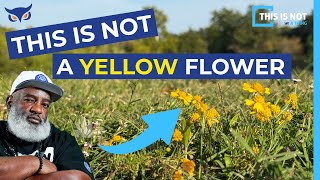 This Is Not A Yellow Flower |  Hidden Symbolism Explained Yellow Flower Meaning
