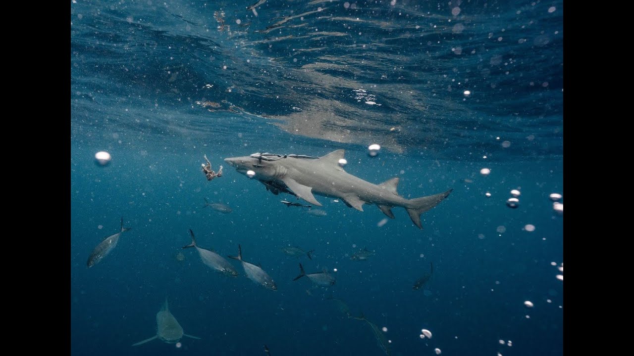 Snorkeling with sharks in Jupiter FL in October 2021
