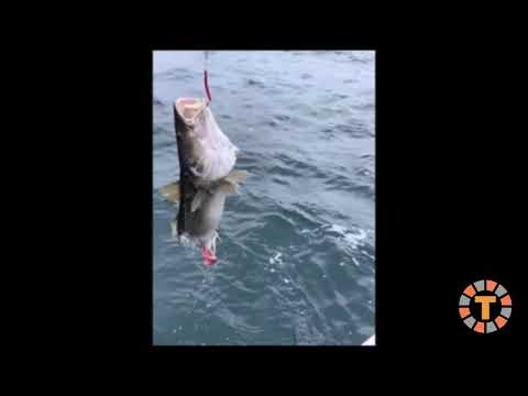 TUBARÃO ABOCANHA PEIXE CAPTURADO POR PESCADOR