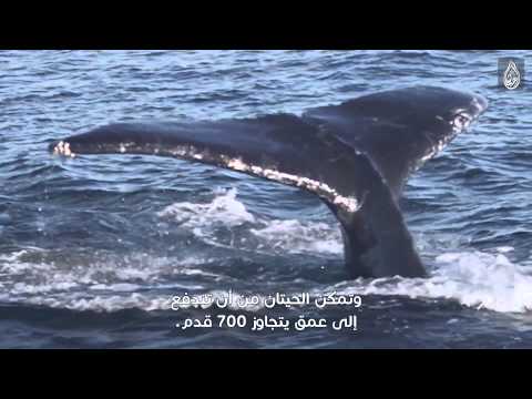 القوة المهيبة للحوت الأحدب - من فيلم (المياه حياة)