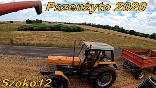 Żniwa 2020 - Pierwszy Wjazd W Pszenżyto - Niedżwiedź W Transporcie