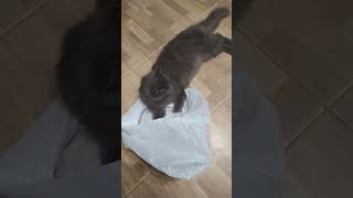 Охраняю пакет 😹 #shorts #cat #cats #коты #котыприколы #кот #коты