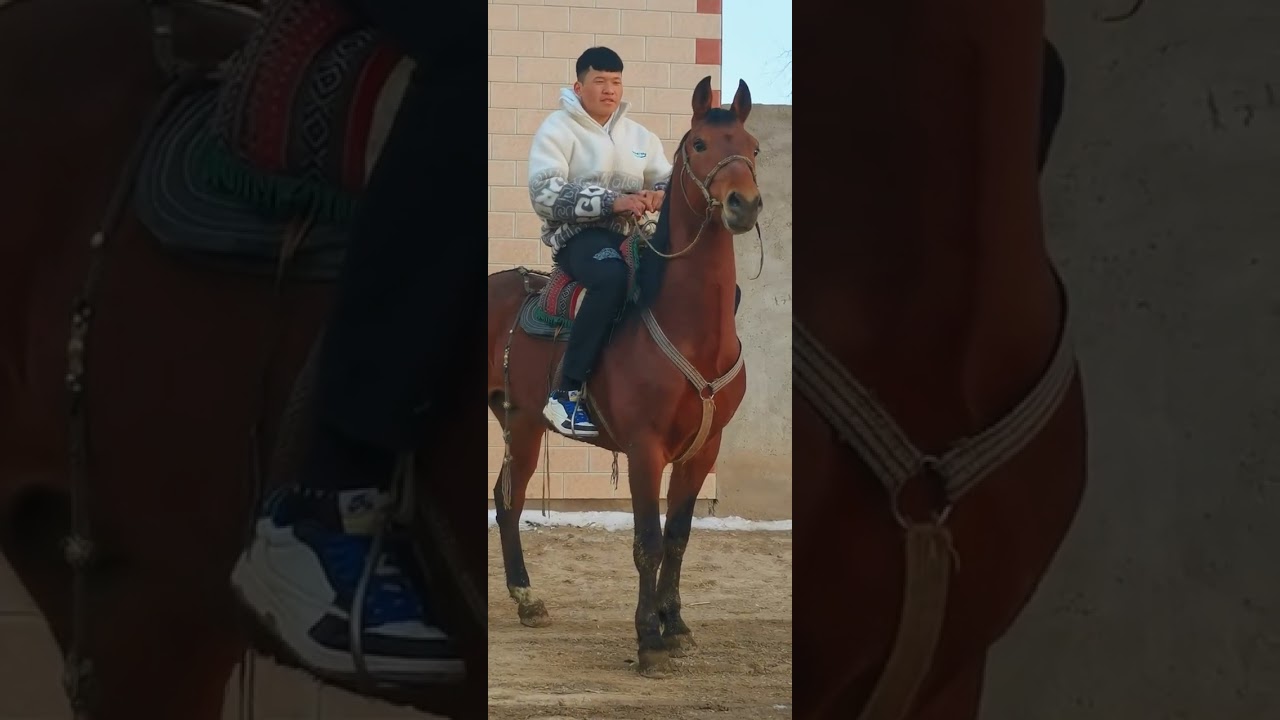 How horse breeding and training work Daily Work