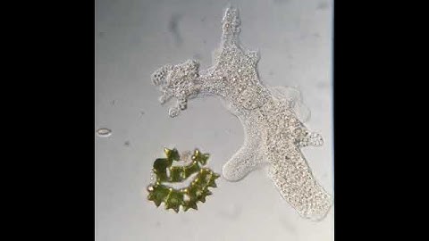 How amoebas feed under a microscope.