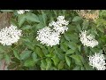 نبات البيلسان زراعته و العناية به و استخداماته Sambucus Nigra 