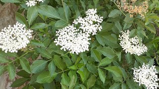 نبات البيلسان ؛ زراعته و العناية به و استخداماته  , sambucus nigra