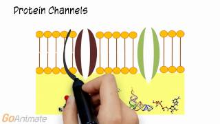 Nervous System: Resting Membrane Potential (v2.0)