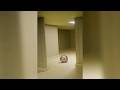 [트릭컬] 백룸에 갇힌 시온 (found footage)
