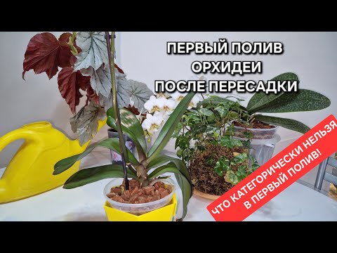 Как поливать орхидею первый раз после пересадки. Корни орхидеи не сгниЮТ, а листья встанут!
