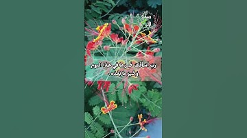أصبحنا وأصبح الملك لله، والحمد لله، لا إله إلا الله وحده لا شريك له🌺🌸#أذكار_الصباح  #shortfeed