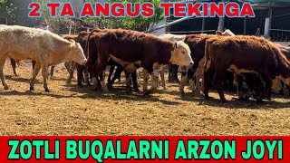 ANGUS  AVLIKOL  GEREFORT  BUQALAR KELDI / 33-587-50-50