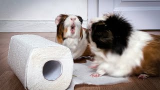 Check it out! Guinea pigs like kittens!