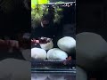 Female Betta fish can live together
