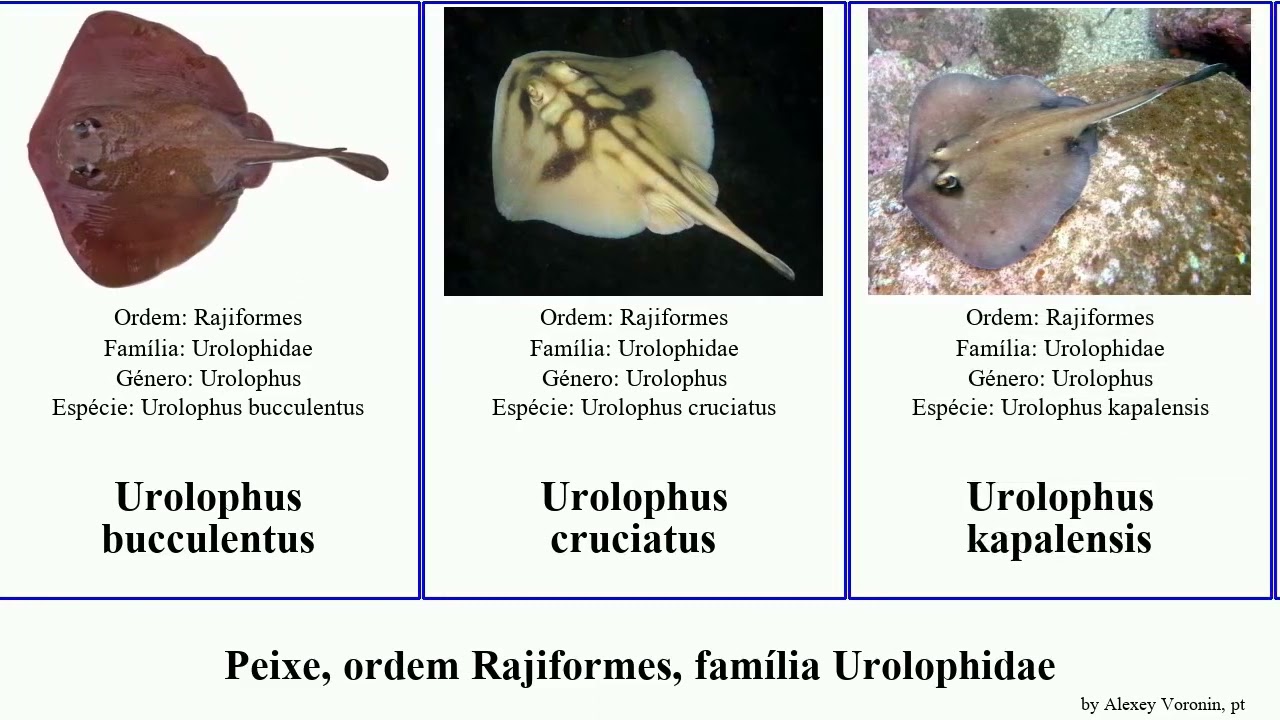 Peixe, ordem Rajiformes, família Urolophidae urolophus trygonoptera fish mucosa viridis gigas Fuse