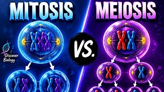 MITOSIS AND MEIOSIS EXPLAINED