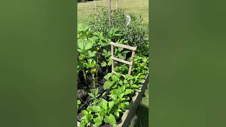 Indian vegetable garden tour| Tamil |Indianapolis ...