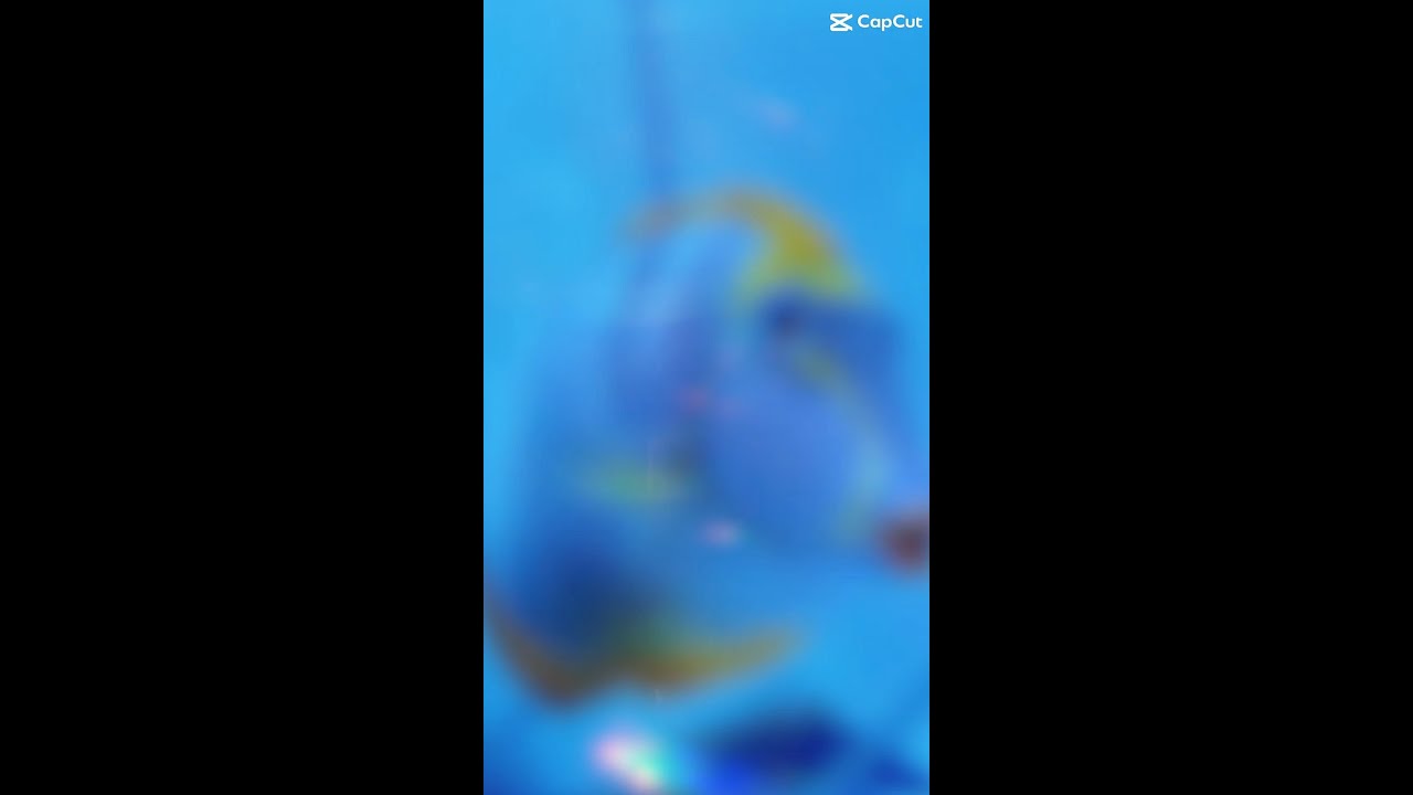 Naso Tangs & Blonde Naso Tang !