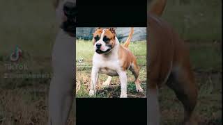 Cuccioli American Staffordshire Femmine In Vendita