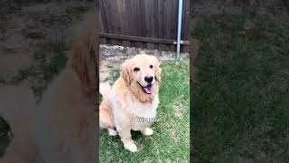 Some golden goodness to brighten your feed❤️✨ #goldenretriever #dogshorts #funnydog