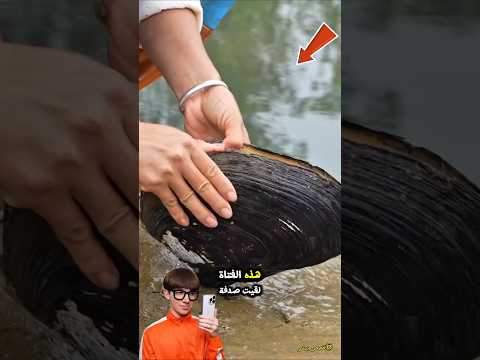 اكتشاف لؤلؤ نادر داخل صدفة لحظة لا ت نسى 