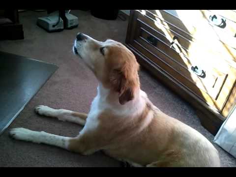 Dogs howling at fire sirens