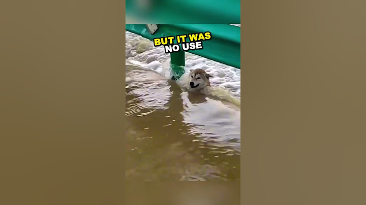 Dog rescued from flood by security guard 👏