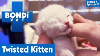 Kitten Has A Twisted Leg  | Bondi Vet Season 7 Ep 7 | Bondi Vet Full Episodes