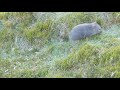 Mum and baby wombat