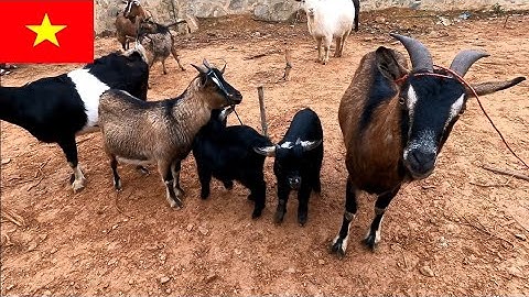 phiên chợ dê đặc biệt tây bắc - chợ dê cốc ly bắc hà - chợ phiên vùng cao