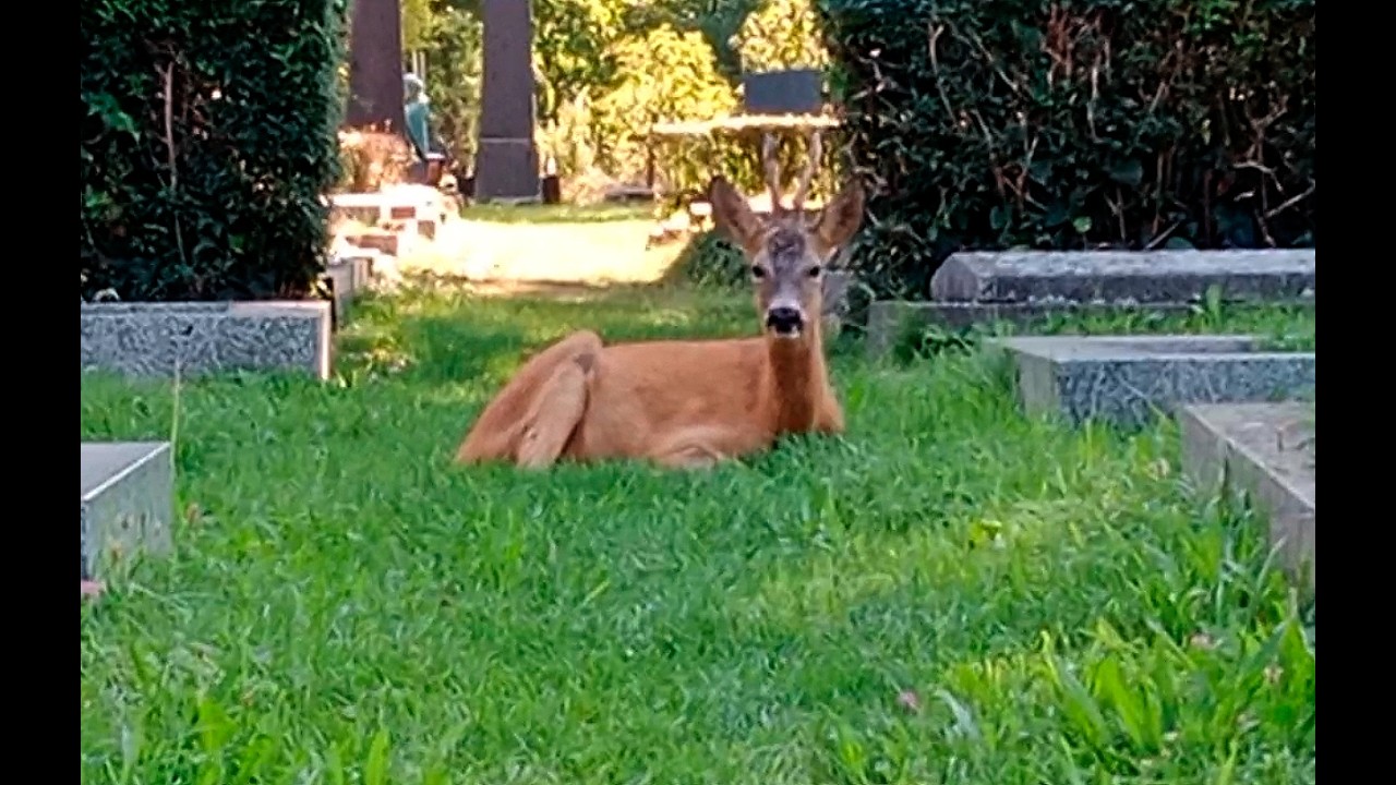 4 Rehe auf dem Wiener Zentralfriedhof, am 8. September 2025
