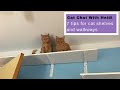 7 tips for DIY cat shelves and walkways | Cat Chat with Heidi 7 tips for DIY cat shelves and walkways | Cat Chat with Heidi