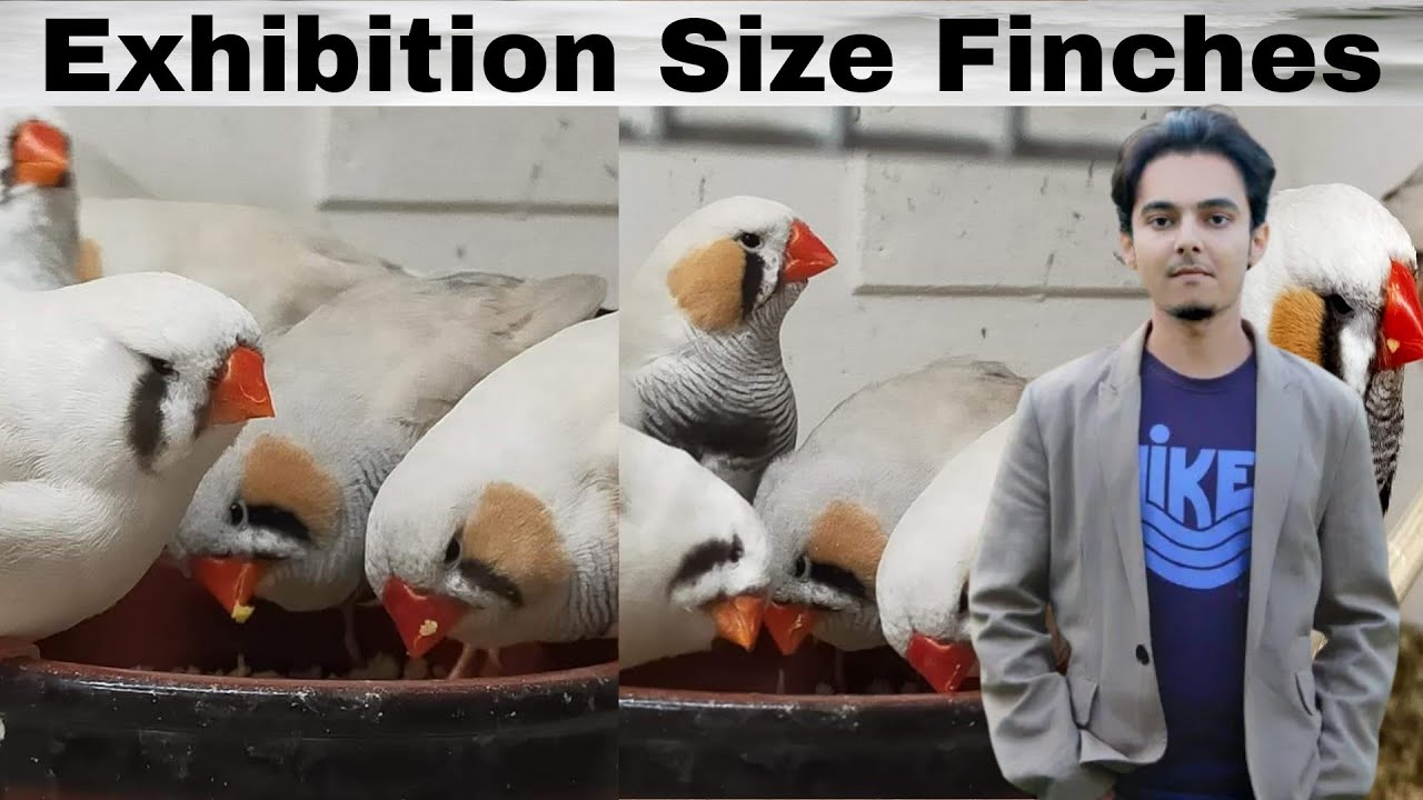 how to breed Exhibition size Finches Part 169 Urdu Hindi Punjabi | breeding setup progress Ahsan pet