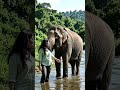 #hathimeresathi #elephantlife