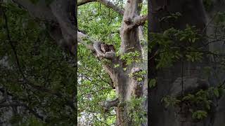 Brown fish owl