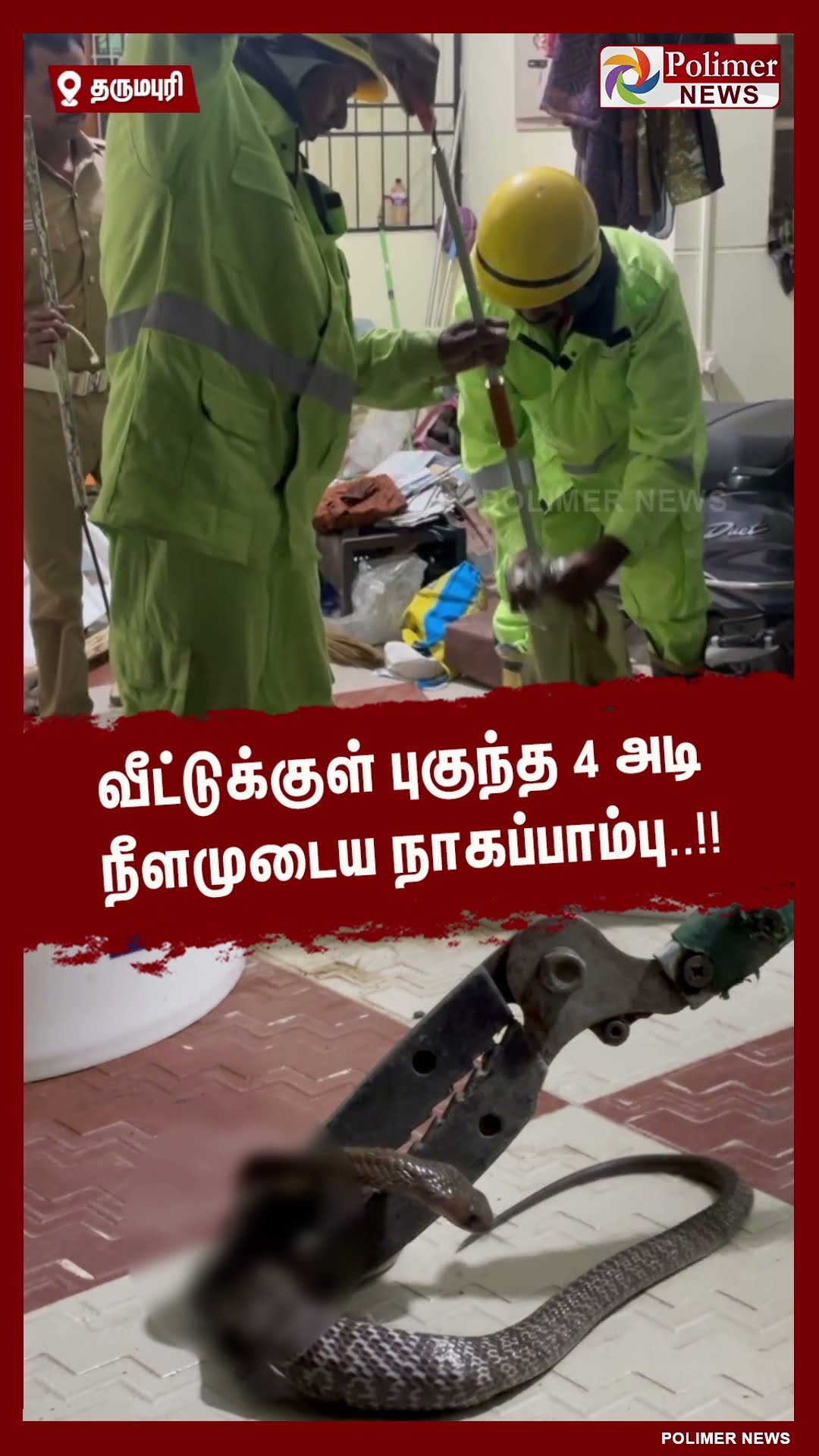 வீட்டுக்குள் புகுந்த 4 அடி நீளமுடைய நாகப்பாம்பு..#shorts | #snake | #rescue